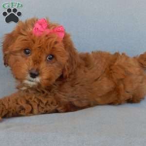 Penny, Cavapoo Puppy